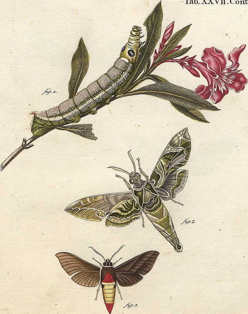 An illustration from (Band 2): Der europäischen Schmetterlinge Zweyter Theil welcher die Abendschmetterlinge von Tom. II Tab. I - Tom. II Tab. XXXVI. Cont. XI. und die Bögen (A) bis (Gg) enthält, 1779, leaf 264