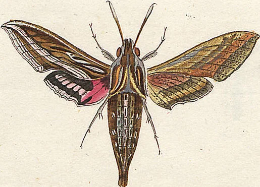 An illustration from (Band 2): Der europäischen Schmetterlinge Zweyter Theil welcher die Abendschmetterlinge von Tom. II Tab. I - Tom. II Tab. XXXVI. Cont. XI. und die Bögen (A) bis (Gg) enthält, 1779, leaf 265
