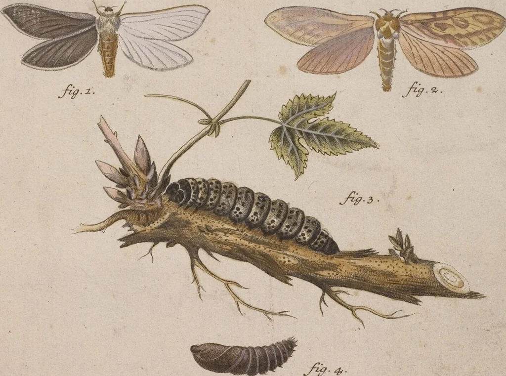 An illustration from (Band 4,1): Der europäischen Schmetterlinge Vierten Theils erster Band welcher die Eulenphalenen von Tom. IV. Tab. LXXX. Noct. 1. - Tom. IV. Tab. CXXV. Noct. 46 und Die Bogen A bis Aaa enthält, 1786, leaf 375