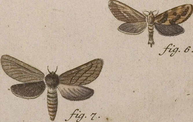 An illustration from (Band 4,1): Der europäischen Schmetterlinge Vierten Theils erster Band welcher die Eulenphalenen von Tom. IV. Tab. LXXX. Noct. 1. - Tom. IV. Tab. CXXV. Noct. 46 und Die Bogen A bis Aaa enthält, 1786, leaf 375