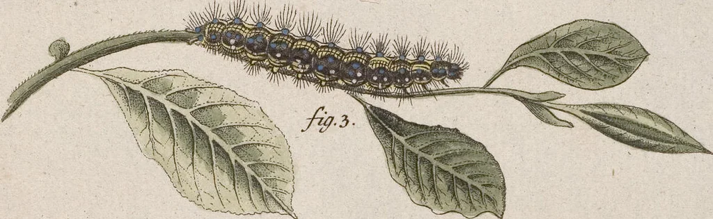 An illustration from (Band 4,1): Der europäischen Schmetterlinge Vierten Theils erster Band welcher die Eulenphalenen von Tom. IV. Tab. LXXX. Noct. 1. - Tom. IV. Tab. CXXV. Noct. 46 und Die Bogen A bis Aaa enthält, 1786, leaf 378