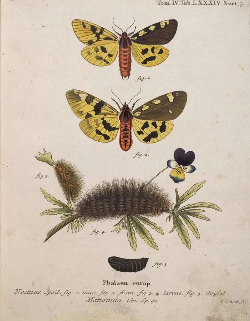 An illustration from (Band 4,1): Der europäischen Schmetterlinge Vierten Theils erster Band welcher die Eulenphalenen von Tom. IV. Tab. LXXX. Noct. 1. - Tom. IV. Tab. CXXV. Noct. 46 und Die Bogen A bis Aaa enthält, 1786, leaf 379