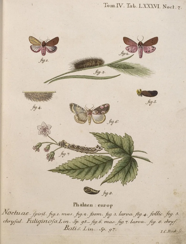 An illustration from (Band 4,1): Der europäischen Schmetterlinge Vierten Theils erster Band welcher die Eulenphalenen von Tom. IV. Tab. LXXX. Noct. 1. - Tom. IV. Tab. CXXV. Noct. 46 und Die Bogen A bis Aaa enthält, 1786, leaf 381
