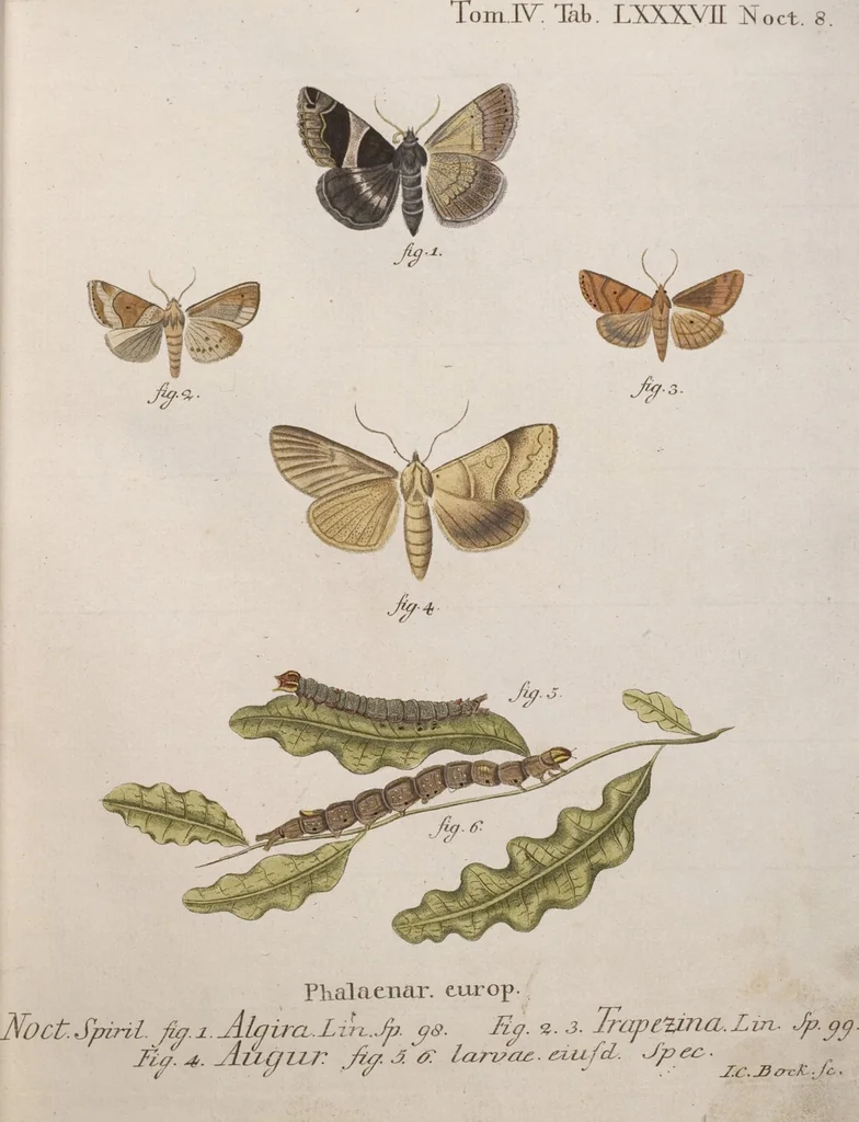 An illustration from (Band 4,1): Der europäischen Schmetterlinge Vierten Theils erster Band welcher die Eulenphalenen von Tom. IV. Tab. LXXX. Noct. 1. - Tom. IV. Tab. CXXV. Noct. 46 und Die Bogen A bis Aaa enthält, 1786, leaf 382