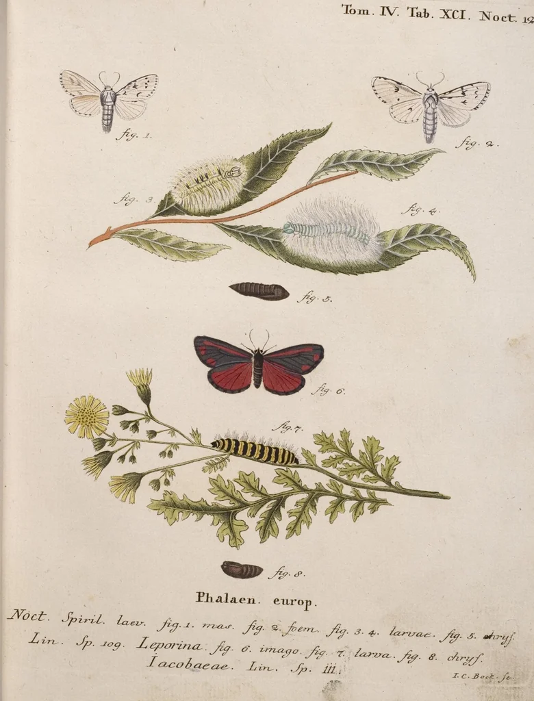 An illustration from (Band 4,1): Der europäischen Schmetterlinge Vierten Theils erster Band welcher die Eulenphalenen von Tom. IV. Tab. LXXX. Noct. 1. - Tom. IV. Tab. CXXV. Noct. 46 und Die Bogen A bis Aaa enthält, 1786, leaf 386