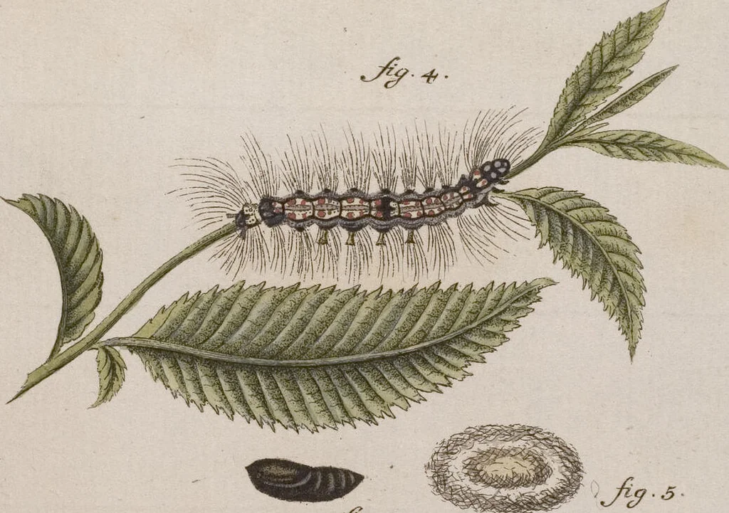 An illustration from (Band 4,1): Der europäischen Schmetterlinge Vierten Theils erster Band welcher die Eulenphalenen von Tom. IV. Tab. LXXX. Noct. 1. - Tom. IV. Tab. CXXV. Noct. 46 und Die Bogen A bis Aaa enthält, 1786, leaf 387