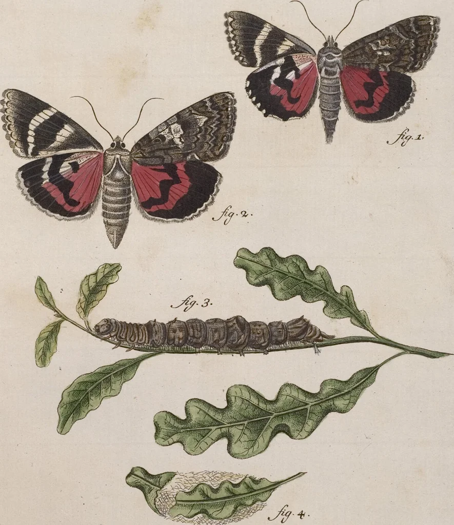 An illustration from (Band 4,1): Der europäischen Schmetterlinge Vierten Theils erster Band welcher die Eulenphalenen von Tom. IV. Tab. LXXX. Noct. 1. - Tom. IV. Tab. CXXV. Noct. 46 und Die Bogen A bis Aaa enthält, 1786, leaf 390