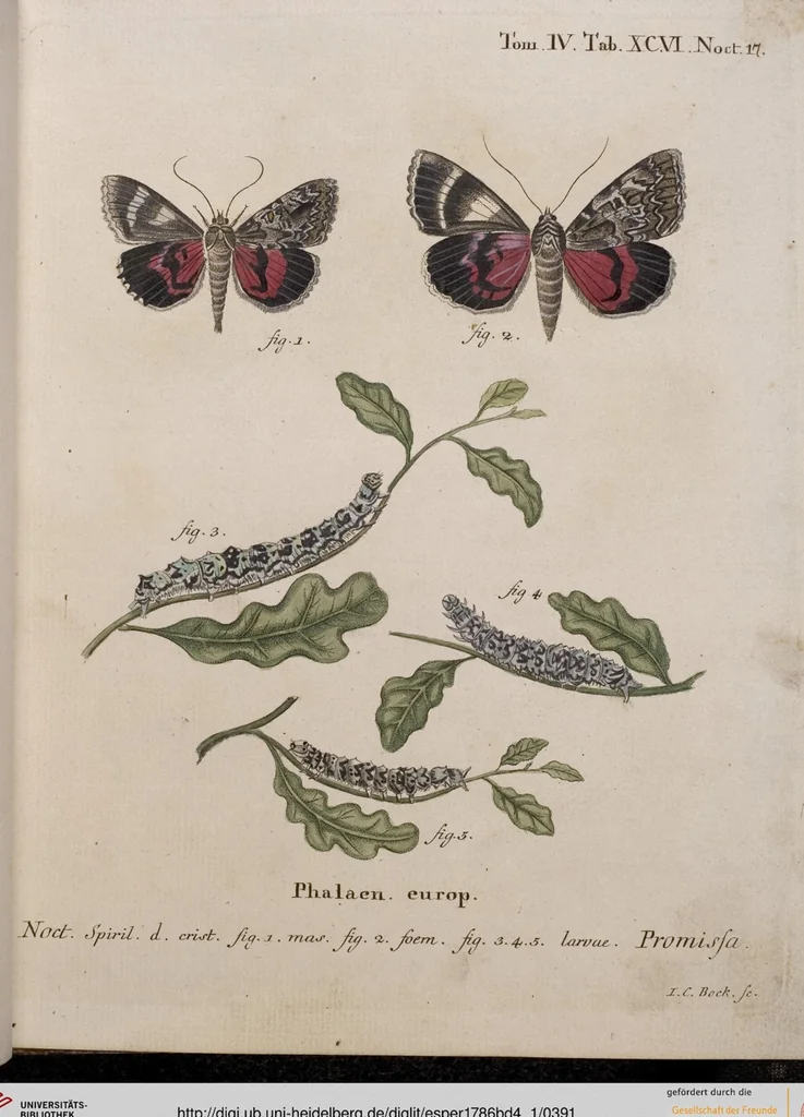 An illustration from (Band 4,1): Der europäischen Schmetterlinge Vierten Theils erster Band welcher die Eulenphalenen von Tom. IV. Tab. LXXX. Noct. 1. - Tom. IV. Tab. CXXV. Noct. 46 und Die Bogen A bis Aaa enthält, 1786, leaf 391