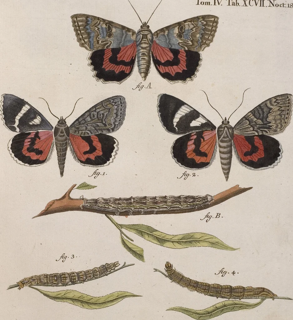 An illustration from (Band 4,1): Der europäischen Schmetterlinge Vierten Theils erster Band welcher die Eulenphalenen von Tom. IV. Tab. LXXX. Noct. 1. - Tom. IV. Tab. CXXV. Noct. 46 und Die Bogen A bis Aaa enthält, 1786, leaf 392