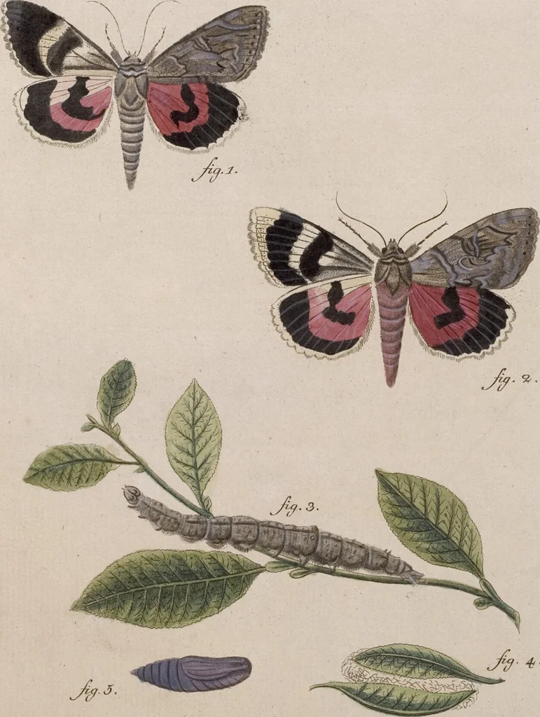 An illustration from (Band 4,1): Der europäischen Schmetterlinge Vierten Theils erster Band welcher die Eulenphalenen von Tom. IV. Tab. LXXX. Noct. 1. - Tom. IV. Tab. CXXV. Noct. 46 und Die Bogen A bis Aaa enthält, 1786, leaf 393