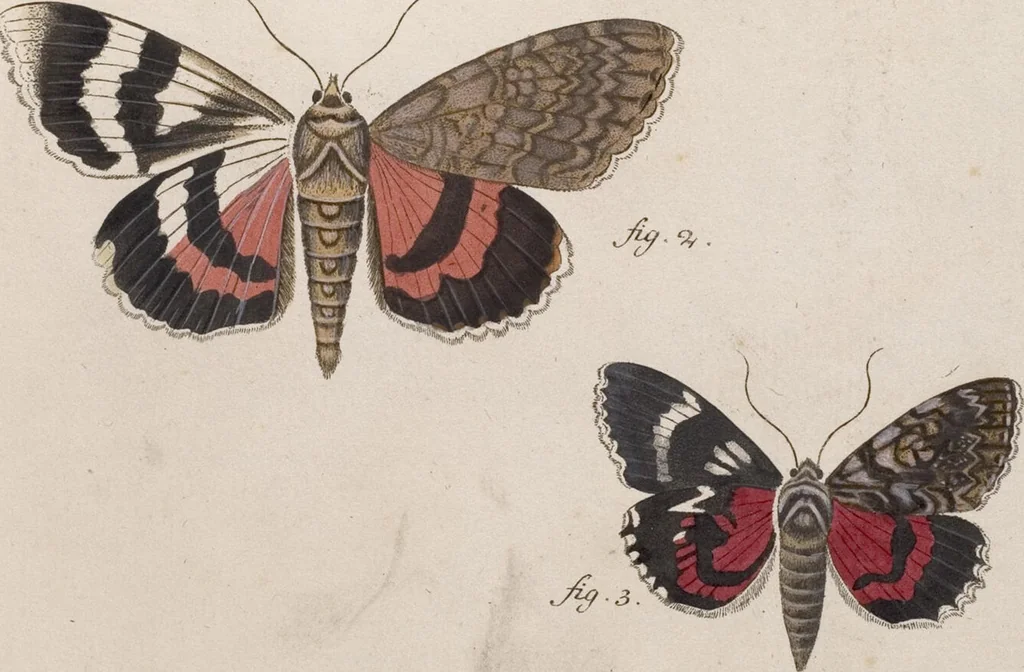 An illustration from (Band 4,1): Der europäischen Schmetterlinge Vierten Theils erster Band welcher die Eulenphalenen von Tom. IV. Tab. LXXX. Noct. 1. - Tom. IV. Tab. CXXV. Noct. 46 und Die Bogen A bis Aaa enthält, 1786, leaf 394