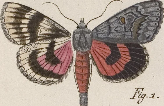 An illustration from (Band 4,1): Der europäischen Schmetterlinge Vierten Theils erster Band welcher die Eulenphalenen von Tom. IV. Tab. LXXX. Noct. 1. - Tom. IV. Tab. CXXV. Noct. 46 und Die Bogen A bis Aaa enthält, 1786, leaf 395