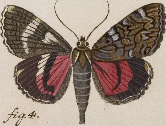 An illustration from (Band 4,1): Der europäischen Schmetterlinge Vierten Theils erster Band welcher die Eulenphalenen von Tom. IV. Tab. LXXX. Noct. 1. - Tom. IV. Tab. CXXV. Noct. 46 und Die Bogen A bis Aaa enthält, 1786, leaf 395