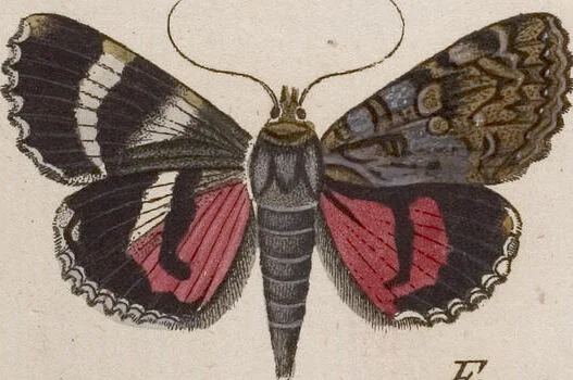 An illustration from (Band 4,1): Der europäischen Schmetterlinge Vierten Theils erster Band welcher die Eulenphalenen von Tom. IV. Tab. LXXX. Noct. 1. - Tom. IV. Tab. CXXV. Noct. 46 und Die Bogen A bis Aaa enthält, 1786, leaf 395