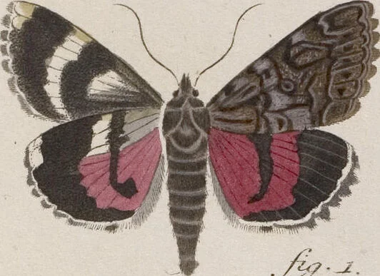 An illustration from (Band 4,1): Der europäischen Schmetterlinge Vierten Theils erster Band welcher die Eulenphalenen von Tom. IV. Tab. LXXX. Noct. 1. - Tom. IV. Tab. CXXV. Noct. 46 und Die Bogen A bis Aaa enthält, 1786, leaf 396
