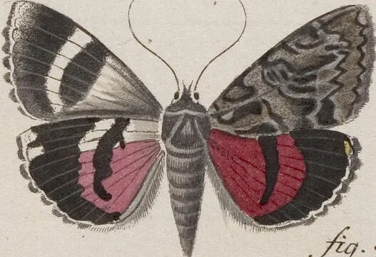 An illustration from (Band 4,1): Der europäischen Schmetterlinge Vierten Theils erster Band welcher die Eulenphalenen von Tom. IV. Tab. LXXX. Noct. 1. - Tom. IV. Tab. CXXV. Noct. 46 und Die Bogen A bis Aaa enthält, 1786, leaf 396