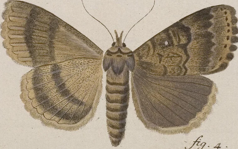 An illustration from (Band 4,1): Der europäischen Schmetterlinge Vierten Theils erster Band welcher die Eulenphalenen von Tom. IV. Tab. LXXX. Noct. 1. - Tom. IV. Tab. CXXV. Noct. 46 und Die Bogen A bis Aaa enthält, 1786, leaf 396