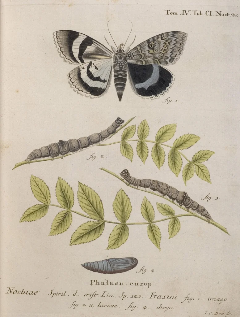 An illustration from (Band 4,1): Der europäischen Schmetterlinge Vierten Theils erster Band welcher die Eulenphalenen von Tom. IV. Tab. LXXX. Noct. 1. - Tom. IV. Tab. CXXV. Noct. 46 und Die Bogen A bis Aaa enthält, 1786, leaf 397
