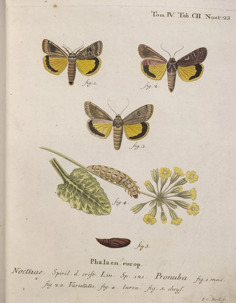 An illustration from (Band 4,1): Der europäischen Schmetterlinge Vierten Theils erster Band welcher die Eulenphalenen von Tom. IV. Tab. LXXX. Noct. 1. - Tom. IV. Tab. CXXV. Noct. 46 und Die Bogen A bis Aaa enthält, 1786, leaf 398
