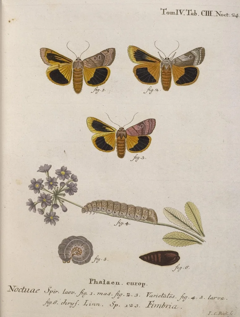 An illustration from (Band 4,1): Der europäischen Schmetterlinge Vierten Theils erster Band welcher die Eulenphalenen von Tom. IV. Tab. LXXX. Noct. 1. - Tom. IV. Tab. CXXV. Noct. 46 und Die Bogen A bis Aaa enthält, 1786, leaf 399