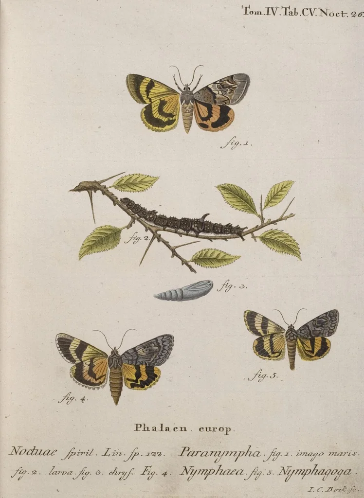 An illustration from (Band 4,1): Der europäischen Schmetterlinge Vierten Theils erster Band welcher die Eulenphalenen von Tom. IV. Tab. LXXX. Noct. 1. - Tom. IV. Tab. CXXV. Noct. 46 und Die Bogen A bis Aaa enthält, 1786, leaf 401