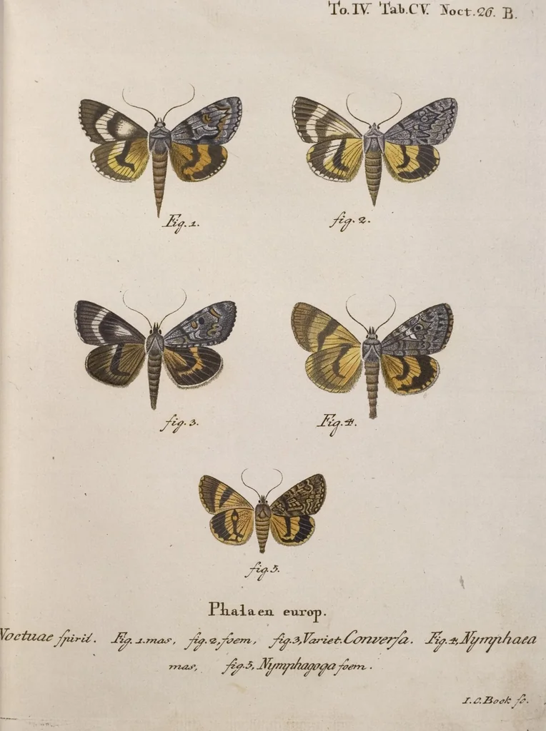 An illustration from (Band 4,1): Der europäischen Schmetterlinge Vierten Theils erster Band welcher die Eulenphalenen von Tom. IV. Tab. LXXX. Noct. 1. - Tom. IV. Tab. CXXV. Noct. 46 und Die Bogen A bis Aaa enthält, 1786, leaf 402