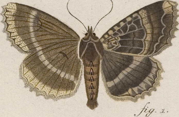 An illustration from (Band 4,1): Der europäischen Schmetterlinge Vierten Theils erster Band welcher die Eulenphalenen von Tom. IV. Tab. LXXX. Noct. 1. - Tom. IV. Tab. CXXV. Noct. 46 und Die Bogen A bis Aaa enthält, 1786, leaf 404