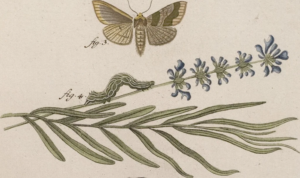 An illustration from (Band 4,1): Der europäischen Schmetterlinge Vierten Theils erster Band welcher die Eulenphalenen von Tom. IV. Tab. LXXX. Noct. 1. - Tom. IV. Tab. CXXV. Noct. 46 und Die Bogen A bis Aaa enthält, 1786, leaf 406