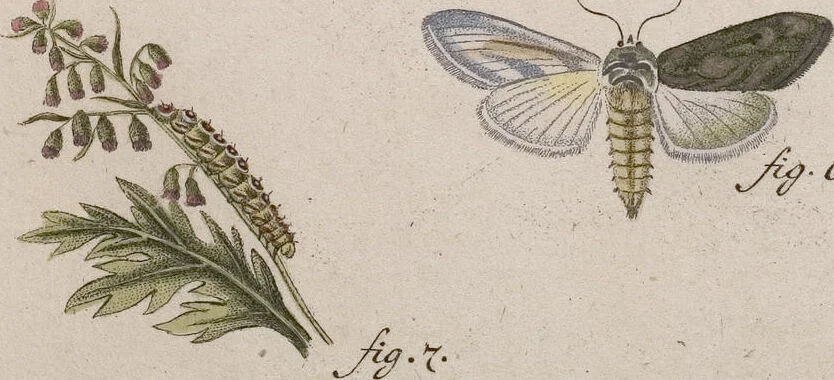 An illustration from (Band 4,1): Der europäischen Schmetterlinge Vierten Theils erster Band welcher die Eulenphalenen von Tom. IV. Tab. LXXX. Noct. 1. - Tom. IV. Tab. CXXV. Noct. 46 und Die Bogen A bis Aaa enthält, 1786, leaf 406