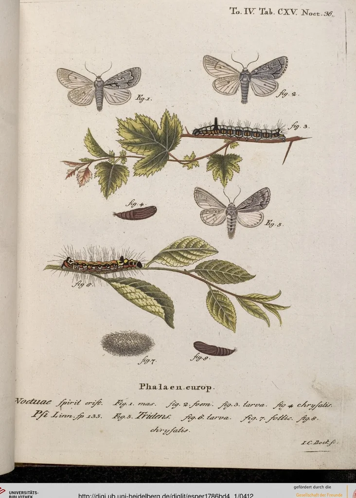 An illustration from (Band 4,1): Der europäischen Schmetterlinge Vierten Theils erster Band welcher die Eulenphalenen von Tom. IV. Tab. LXXX. Noct. 1. - Tom. IV. Tab. CXXV. Noct. 46 und Die Bogen A bis Aaa enthält, 1786, leaf 412