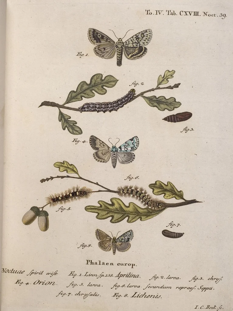 An illustration from (Band 4,1): Der europäischen Schmetterlinge Vierten Theils erster Band welcher die Eulenphalenen von Tom. IV. Tab. LXXX. Noct. 1. - Tom. IV. Tab. CXXV. Noct. 46 und Die Bogen A bis Aaa enthält, 1786, leaf 416