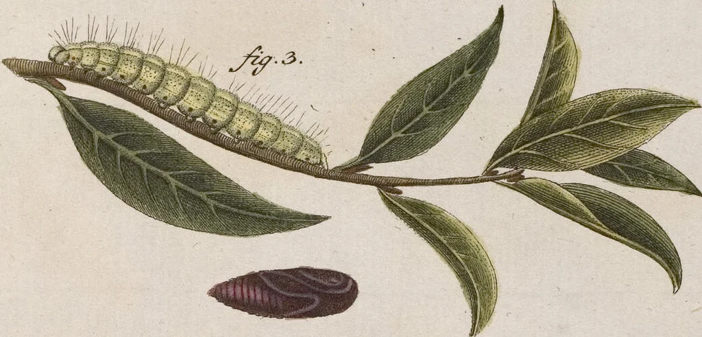 An illustration from (Band 4,1): Der europäischen Schmetterlinge Vierten Theils erster Band welcher die Eulenphalenen von Tom. IV. Tab. LXXX. Noct. 1. - Tom. IV. Tab. CXXV. Noct. 46 und Die Bogen A bis Aaa enthält, 1786, leaf 417