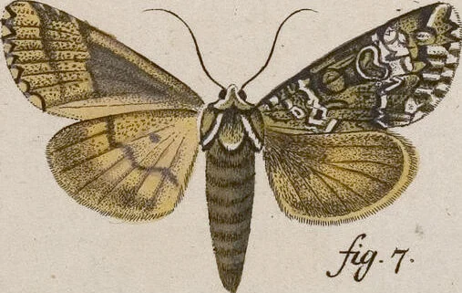 An illustration from (Band 4,1): Der europäischen Schmetterlinge Vierten Theils erster Band welcher die Eulenphalenen von Tom. IV. Tab. LXXX. Noct. 1. - Tom. IV. Tab. CXXV. Noct. 46 und Die Bogen A bis Aaa enthält, 1786, leaf 417