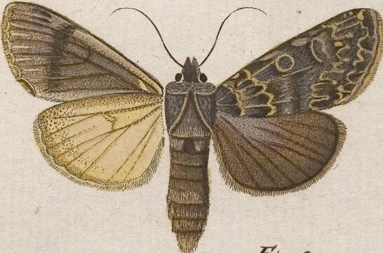 An illustration from (Band 4,1): Der europäischen Schmetterlinge Vierten Theils erster Band welcher die Eulenphalenen von Tom. IV. Tab. LXXX. Noct. 1. - Tom. IV. Tab. CXXV. Noct. 46 und Die Bogen A bis Aaa enthält, 1786, leaf 418