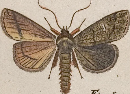 An illustration from (Band 4,1): Der europäischen Schmetterlinge Vierten Theils erster Band welcher die Eulenphalenen von Tom. IV. Tab. LXXX. Noct. 1. - Tom. IV. Tab. CXXV. Noct. 46 und Die Bogen A bis Aaa enthält, 1786, leaf 420