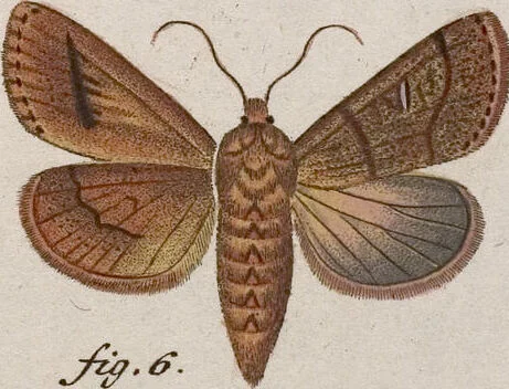 An illustration from (Band 4,1): Der europäischen Schmetterlinge Vierten Theils erster Band welcher die Eulenphalenen von Tom. IV. Tab. LXXX. Noct. 1. - Tom. IV. Tab. CXXV. Noct. 46 und Die Bogen A bis Aaa enthält, 1786, leaf 420