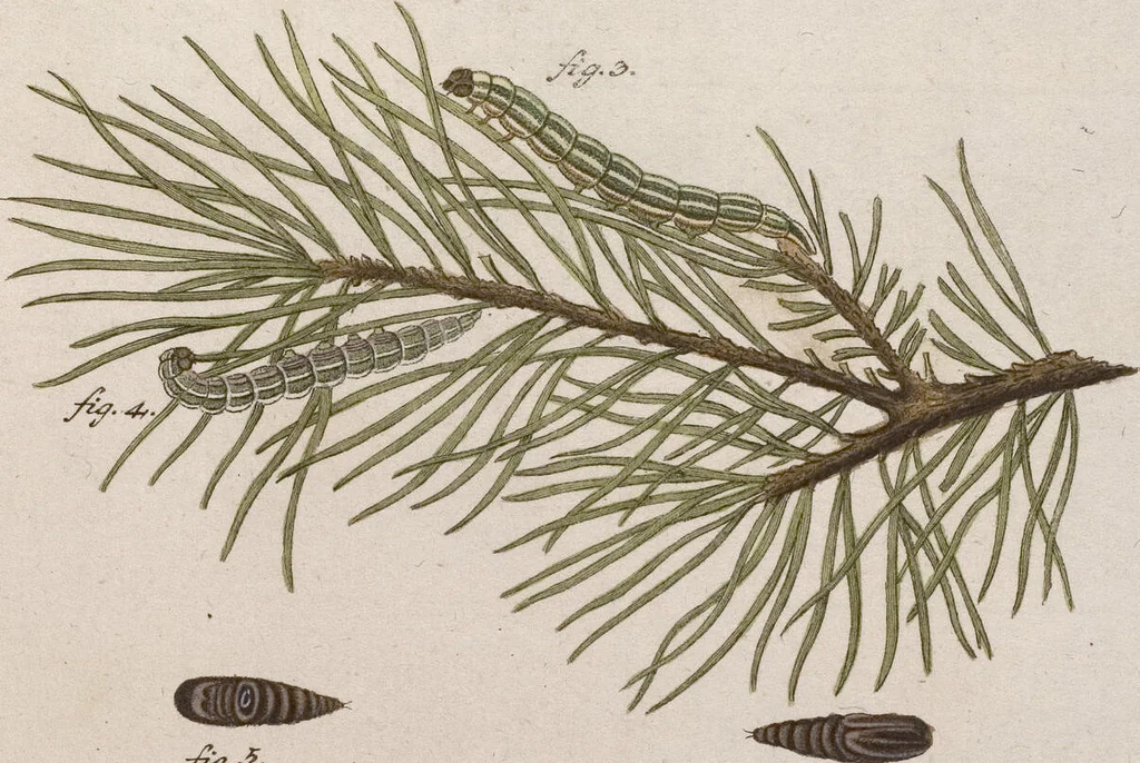 An illustration from (Band 4,1): Der europäischen Schmetterlinge Vierten Theils erster Band welcher die Eulenphalenen von Tom. IV. Tab. LXXX. Noct. 1. - Tom. IV. Tab. CXXV. Noct. 46 und Die Bogen A bis Aaa enthält, 1786, leaf 423