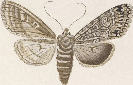 An illustration from (Band 4,2,1): Der europäischen Schmetterlinge Vierten Theils zweiter Band erster Abschnitt welcher die Eulenphalenen von Tom. IV. Tab. CXXVI. Noct. 47. - Tom. IV. Tab. CLXXVIII. Noct. 99. und Die Bogen Bbb bis Uuuu enthält, 1786, leaf 334