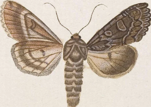 An illustration from (Band 4,2,1): Der europäischen Schmetterlinge Vierten Theils zweiter Band erster Abschnitt welcher die Eulenphalenen von Tom. IV. Tab. CXXVI. Noct. 47. - Tom. IV. Tab. CLXXVIII. Noct. 99. und Die Bogen Bbb bis Uuuu enthält, 1786, leaf 334