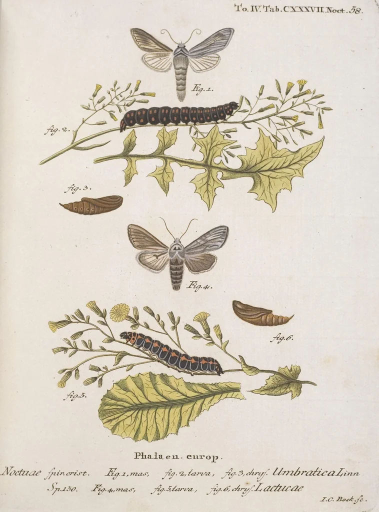An illustration from (Band 4,2,1): Der europäischen Schmetterlinge Vierten Theils zweiter Band erster Abschnitt welcher die Eulenphalenen von Tom. IV. Tab. CXXVI. Noct. 47. - Tom. IV. Tab. CLXXVIII. Noct. 99. und Die Bogen Bbb bis Uuuu enthält, 1786, leaf 339