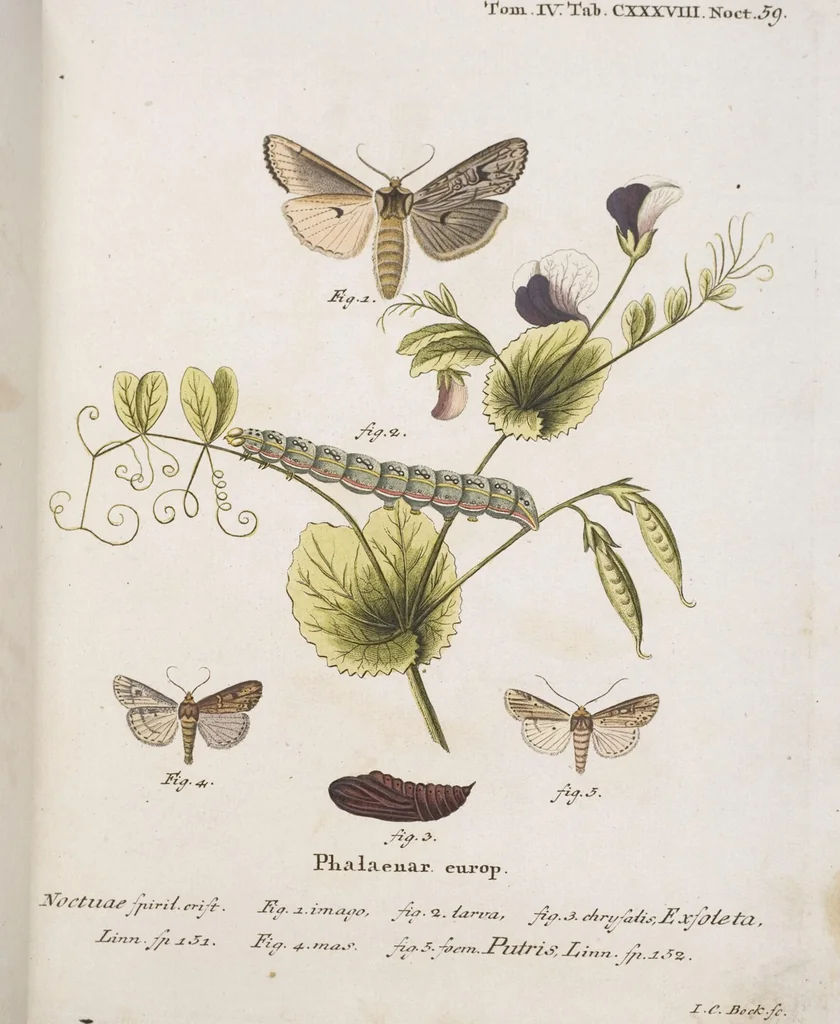 An illustration from (Band 4,2,1): Der europäischen Schmetterlinge Vierten Theils zweiter Band erster Abschnitt welcher die Eulenphalenen von Tom. IV. Tab. CXXVI. Noct. 47. - Tom. IV. Tab. CLXXVIII. Noct. 99. und Die Bogen Bbb bis Uuuu enthält, 1786, leaf 340