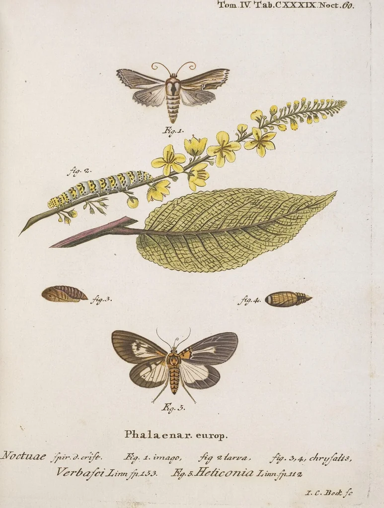An illustration from (Band 4,2,1): Der europäischen Schmetterlinge Vierten Theils zweiter Band erster Abschnitt welcher die Eulenphalenen von Tom. IV. Tab. CXXVI. Noct. 47. - Tom. IV. Tab. CLXXVIII. Noct. 99. und Die Bogen Bbb bis Uuuu enthält, 1786, leaf 341