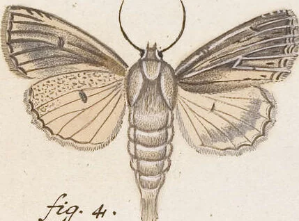 An illustration from (Band 4,2,1): Der europäischen Schmetterlinge Vierten Theils zweiter Band erster Abschnitt welcher die Eulenphalenen von Tom. IV. Tab. CXXVI. Noct. 47. - Tom. IV. Tab. CLXXVIII. Noct. 99. und Die Bogen Bbb bis Uuuu enthält, 1786, leaf 342