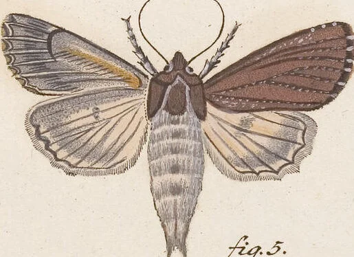 An illustration from (Band 4,2,1): Der europäischen Schmetterlinge Vierten Theils zweiter Band erster Abschnitt welcher die Eulenphalenen von Tom. IV. Tab. CXXVI. Noct. 47. - Tom. IV. Tab. CLXXVIII. Noct. 99. und Die Bogen Bbb bis Uuuu enthält, 1786, leaf 342