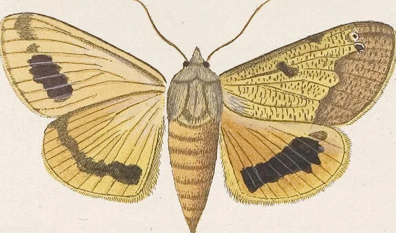 An illustration from (Band 4,2,1): Der europäischen Schmetterlinge Vierten Theils zweiter Band erster Abschnitt welcher die Eulenphalenen von Tom. IV. Tab. CXXVI. Noct. 47. - Tom. IV. Tab. CLXXVIII. Noct. 99. und Die Bogen Bbb bis Uuuu enthält, 1786, leaf 343