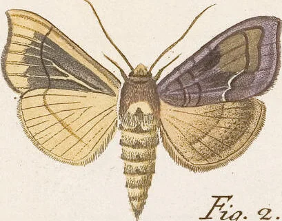 An illustration from (Band 4,2,1): Der europäischen Schmetterlinge Vierten Theils zweiter Band erster Abschnitt welcher die Eulenphalenen von Tom. IV. Tab. CXXVI. Noct. 47. - Tom. IV. Tab. CLXXVIII. Noct. 99. und Die Bogen Bbb bis Uuuu enthält, 1786, leaf 343
