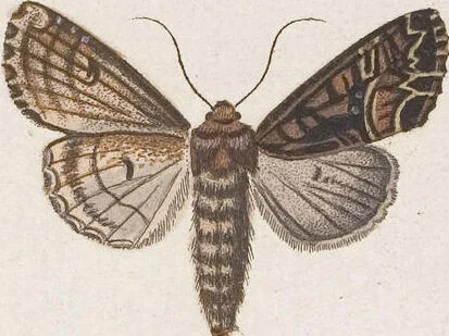An illustration from (Band 4,2,1): Der europäischen Schmetterlinge Vierten Theils zweiter Band erster Abschnitt welcher die Eulenphalenen von Tom. IV. Tab. CXXVI. Noct. 47. - Tom. IV. Tab. CLXXVIII. Noct. 99. und Die Bogen Bbb bis Uuuu enthält, 1786, leaf 351