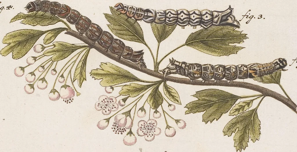 An illustration from (Band 4,2,1): Der europäischen Schmetterlinge Vierten Theils zweiter Band erster Abschnitt welcher die Eulenphalenen von Tom. IV. Tab. CXXVI. Noct. 47. - Tom. IV. Tab. CLXXVIII. Noct. 99. und Die Bogen Bbb bis Uuuu enthält, 1786, leaf 362