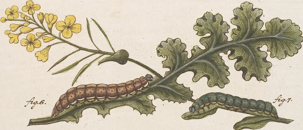 An illustration from (Band 4,2,1): Der europäischen Schmetterlinge Vierten Theils zweiter Band erster Abschnitt welcher die Eulenphalenen von Tom. IV. Tab. CXXVI. Noct. 47. - Tom. IV. Tab. CLXXVIII. Noct. 99. und Die Bogen Bbb bis Uuuu enthält, 1786, leaf 367