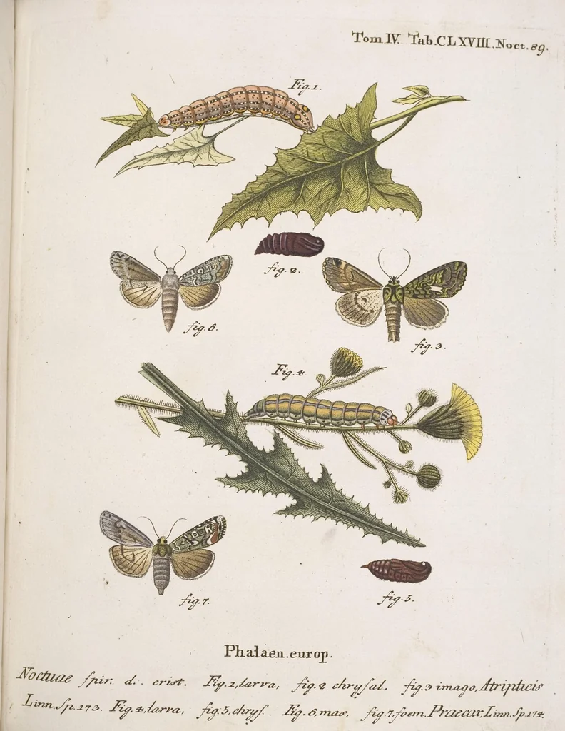 An illustration from (Band 4,2,1): Der europäischen Schmetterlinge Vierten Theils zweiter Band erster Abschnitt welcher die Eulenphalenen von Tom. IV. Tab. CXXVI. Noct. 47. - Tom. IV. Tab. CLXXVIII. Noct. 99. und Die Bogen Bbb bis Uuuu enthält, 1786, leaf 370